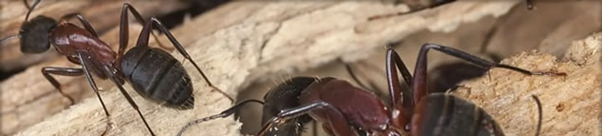 Close-up of ants on wood showing an active ant infestation in New Orleans, LA
