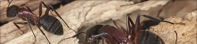 Close-up of ants on wood showing an active ant infestation in New Orleans, LA