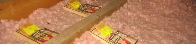 Mouse traps placed in an attic for rodent control in New Orleans, LA