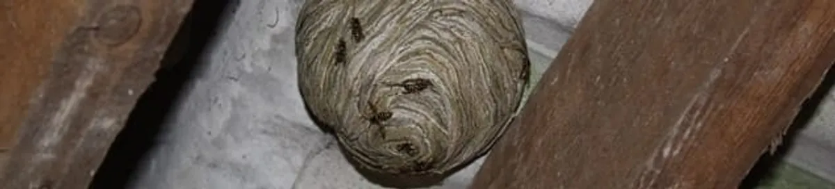 Wasp nest in an attic space, a common home infestation risk in New Orleans, LA