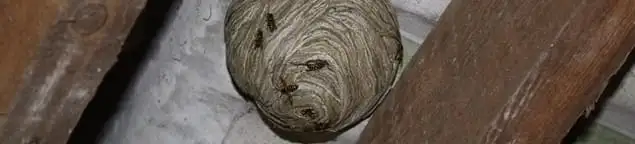 Wasp nest in an attic space, a common home infestation risk in New Orleans, LA