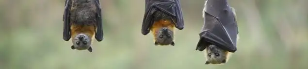 Bats roosting together, a common sign of a bat infestation in New Orleans, LA