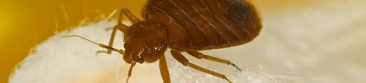 Close-up of a bed bug, a sign of an active infestation in New Orleans, LA