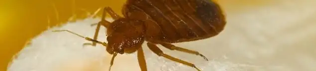 Close-up of a bed bug, a sign of an active infestation in New Orleans, LA