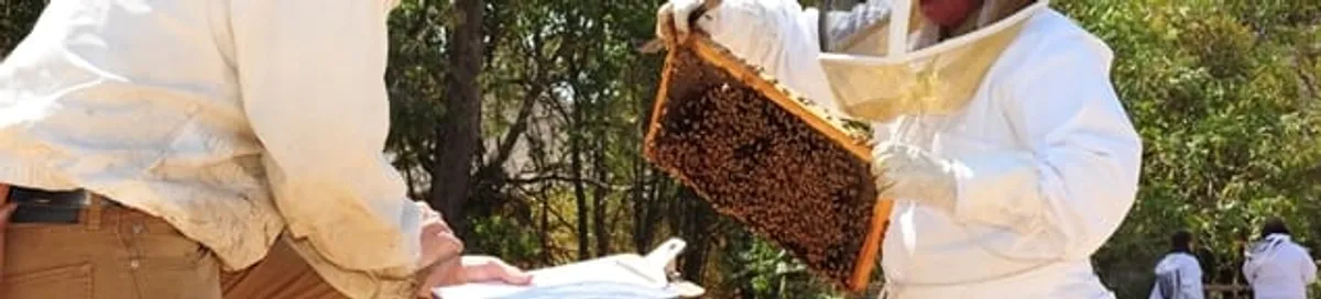 Bee removal specialists relocating a hive and honeycomb safely in New Orleans, LA