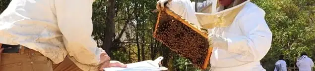 Bee removal specialists relocating a hive and honeycomb safely in New Orleans, LA