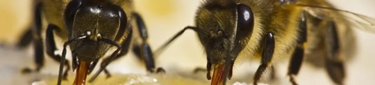 Close-up of honey bees, a sign of a nearby hive in New Orleans, LA
