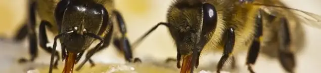 Close-up of honey bees, a sign of a nearby hive in New Orleans, LA