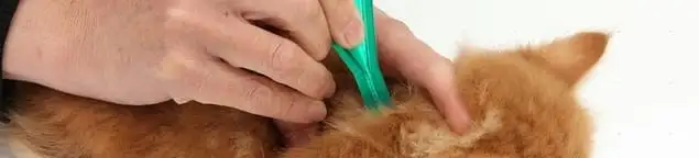 Flea treatment for pets using a flea comb, a sign of flea problems in New Orleans, LA