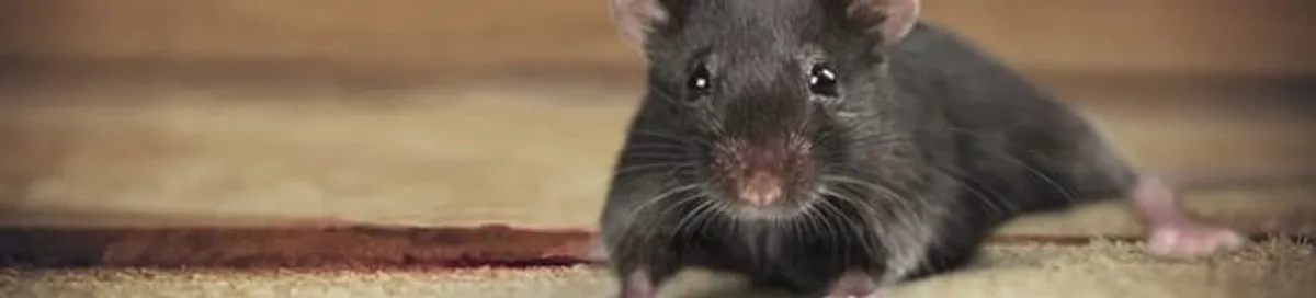 Mouse indoors, a common sign of a rodent infestation in New Orleans, LA
