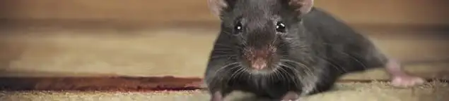Mouse indoors, a common sign of a rodent infestation in New Orleans, LA
