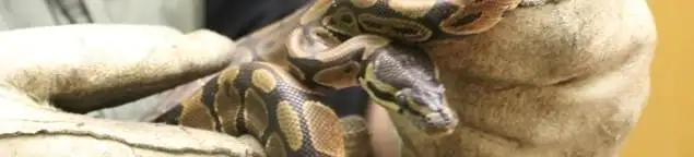 Snake removal specialist safely handling a snake with protective gloves in New Orleans, LA