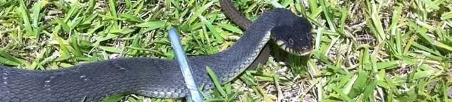 Snake in a yard, a common sign of a snake problem near a home in New Orleans, LA