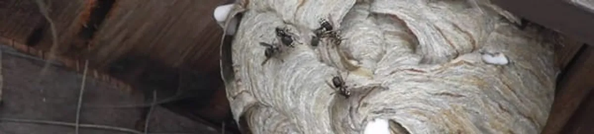 Close-up of a wasp nest with active wasps, a sign of an infestation in New Orleans, LA