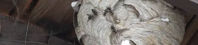 Close-up of a wasp nest with active wasps, a sign of an infestation in New Orleans, LA